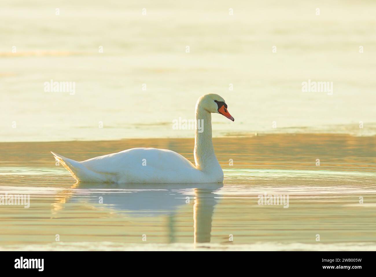 Muted Rays Light rays mirror hi-res stock photography and images - Alamy