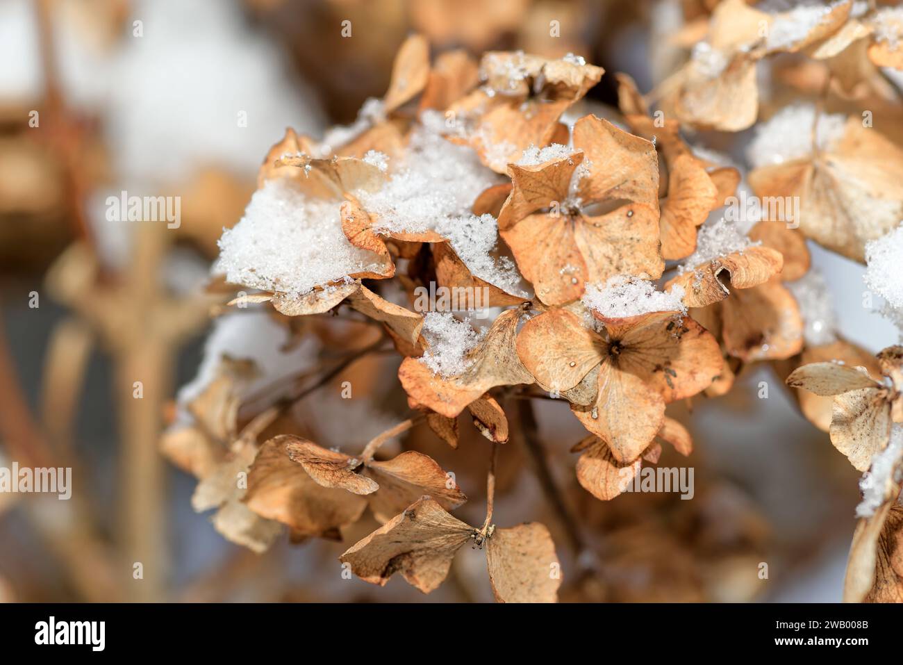 Macro of snow covered hydrangea flower in a winter Stock Photo