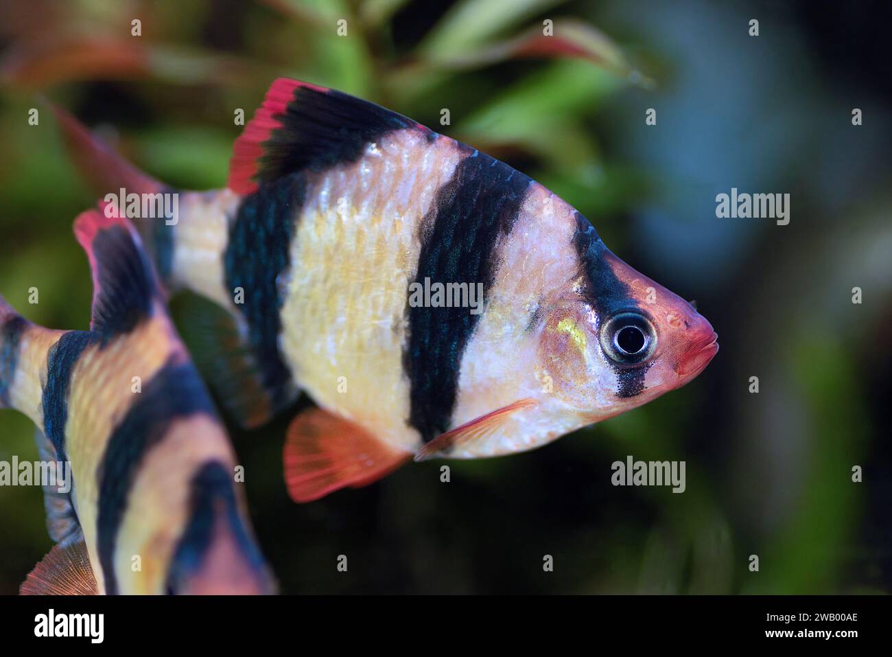 male tiger barb in freshwater tank (Barbus tetrazona) Stock Photo