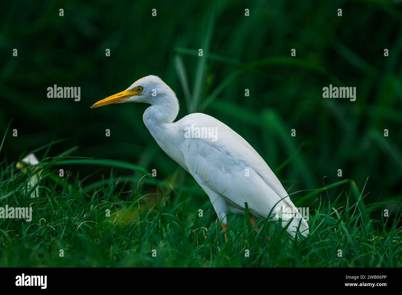 A majestic white Egret bird with a bright yellow beak stands in a lush green field Stock Photo