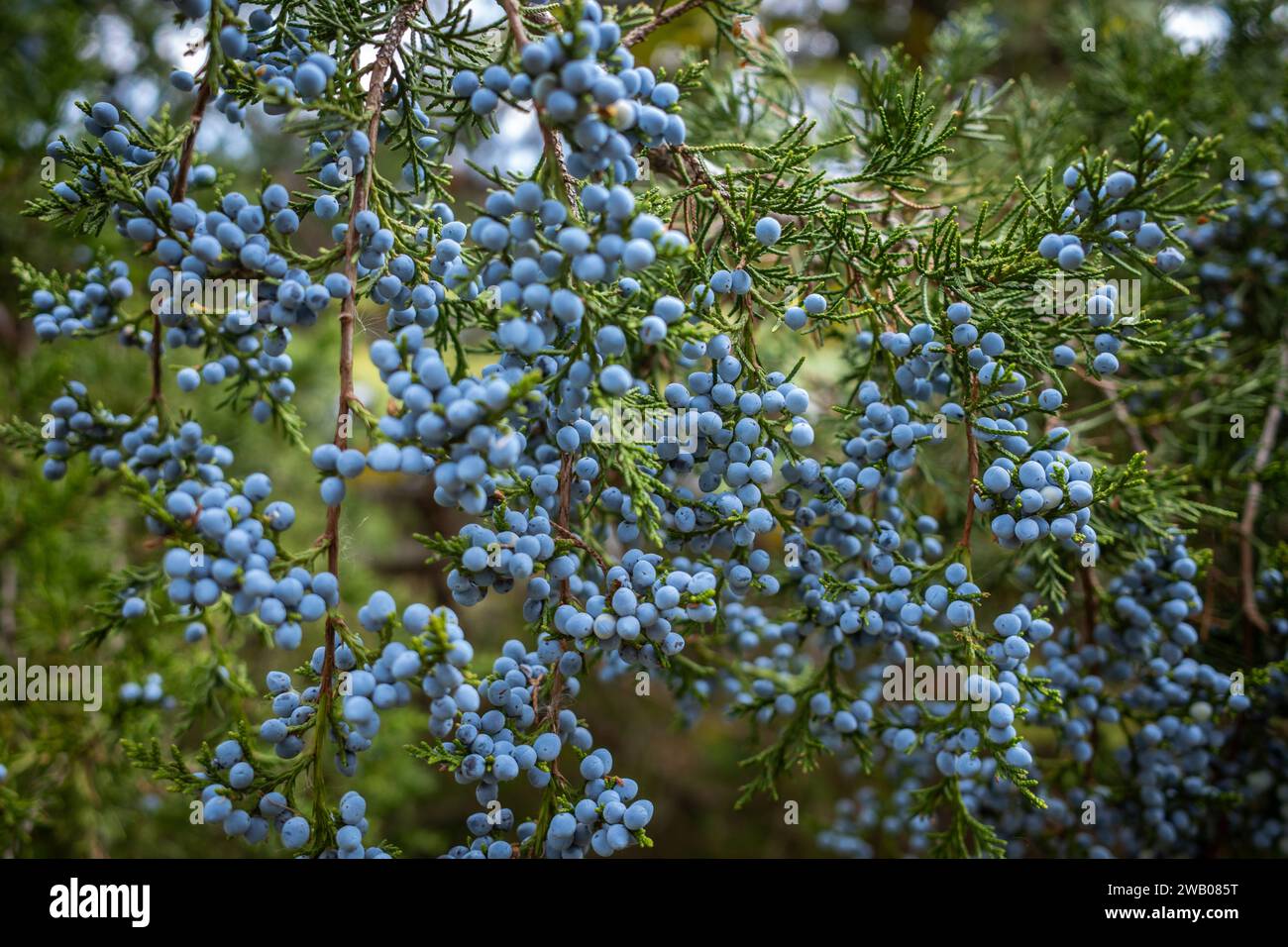 The female seed cones hi-res stock photography and images - Alamy