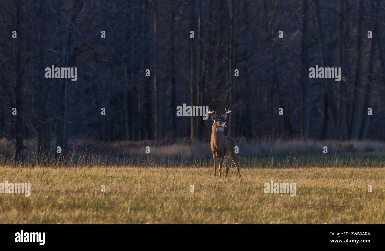 Wi Whitetail Rut Double drop tines hi-res stock photography and images - Alamy