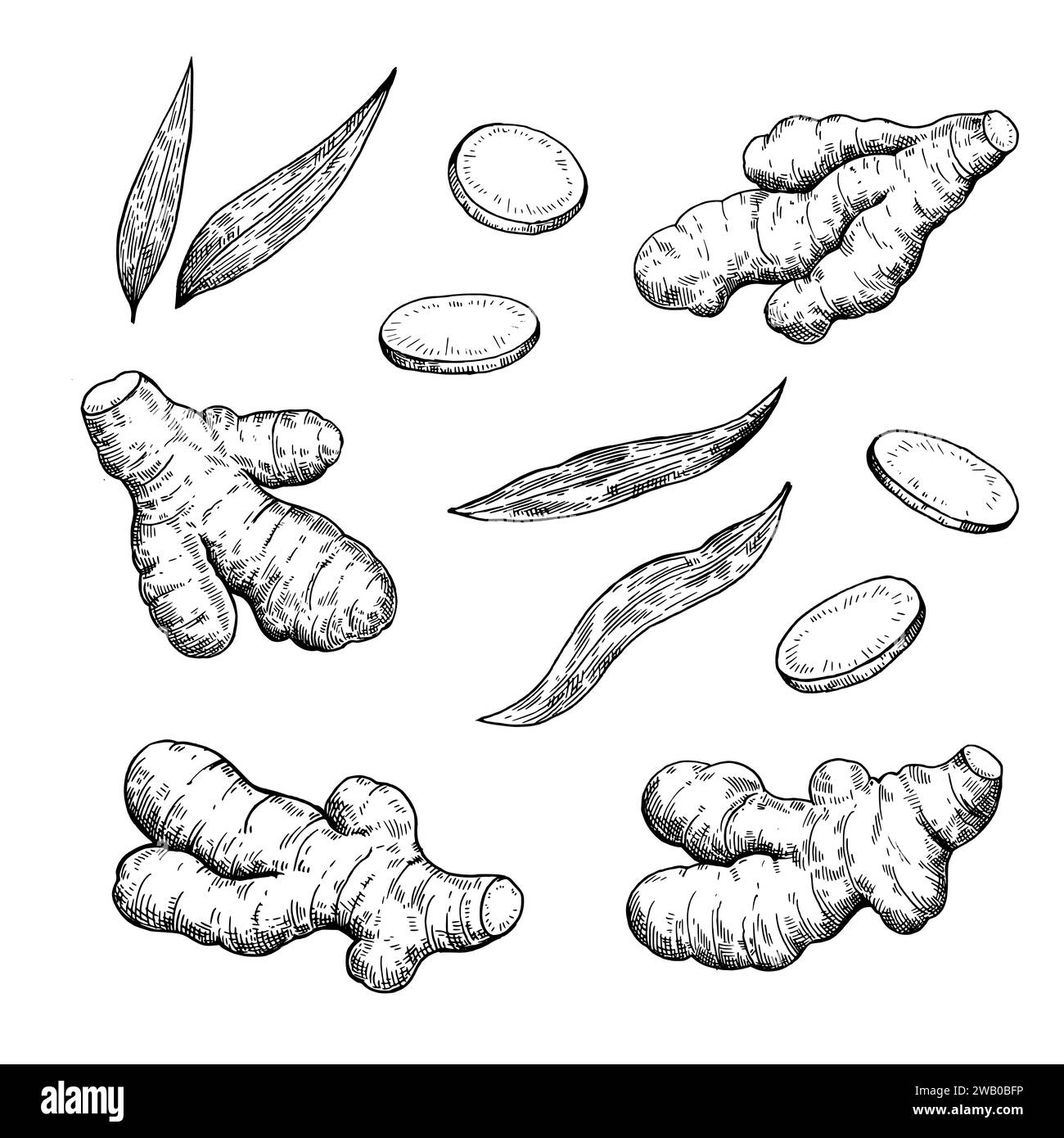 Set of ginger roots in engraving style. Black and white ink illustration. Stock Vector