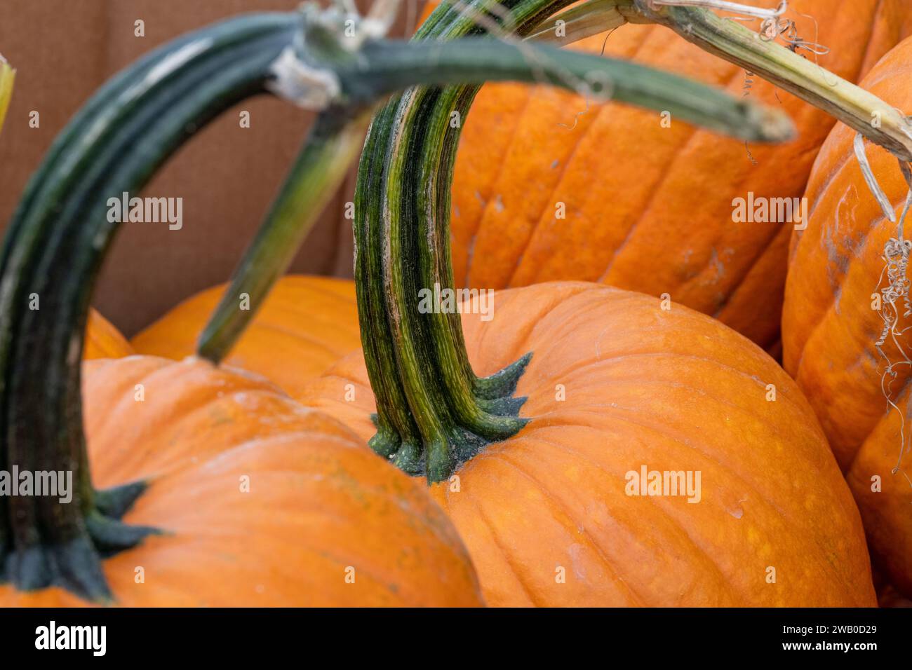 A closeup of multiple large round vibrant orange colored Halloween pumpkins. The dried vine stalks have a leathery texture of green stripes. Stock Photo