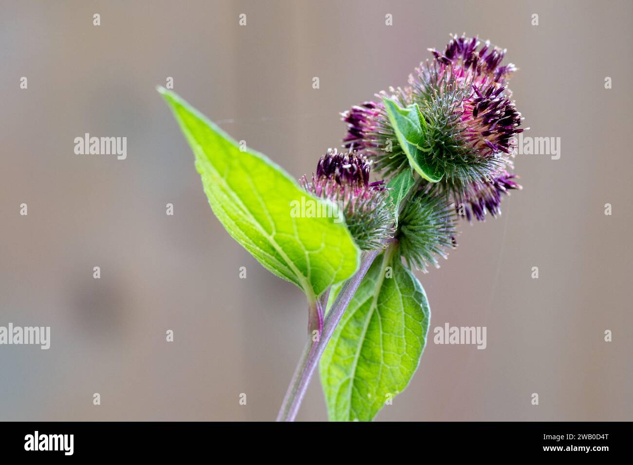 A closeup of a Cirsium Arvense, a milk thistle plant, purple and pink color with long pointy green leaves. The bloom or weed has thorns and needles. Stock Photo