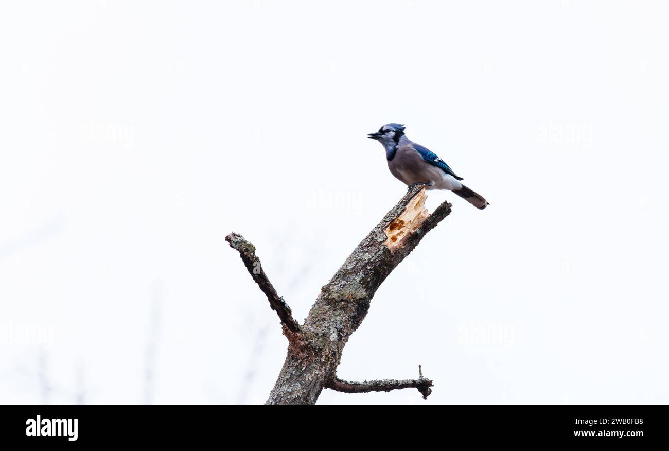 Blue jay bird perched atop a tree calling out Stock Photo