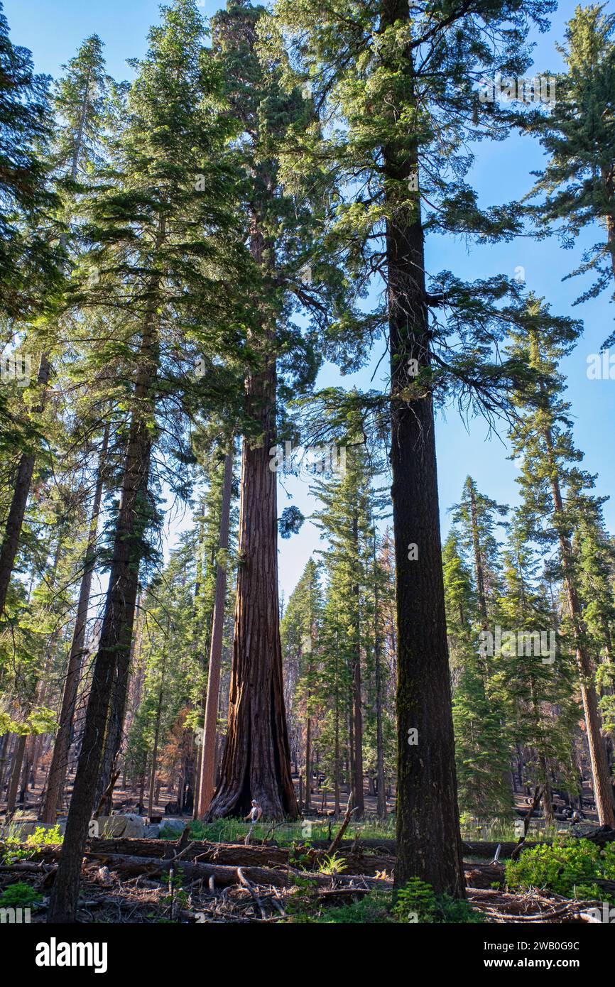 While a number of giant sequoias groves were cut down in the past, this practice happens less now. Giant Sequoia lumber tends to be more brittle than Stock Photo