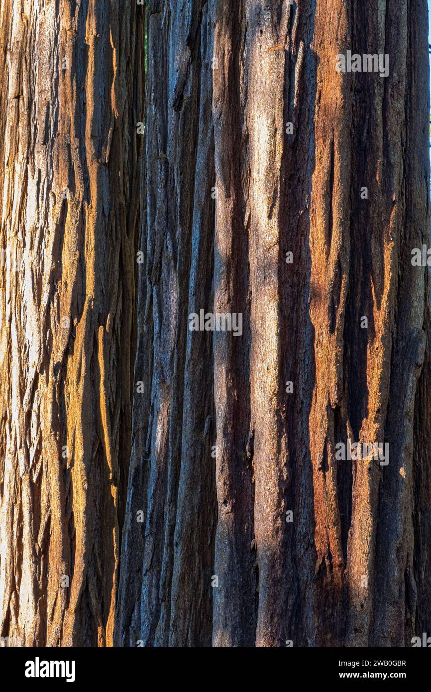 Giant sequoias are one of the world’s hardiest trees. Their thick bark