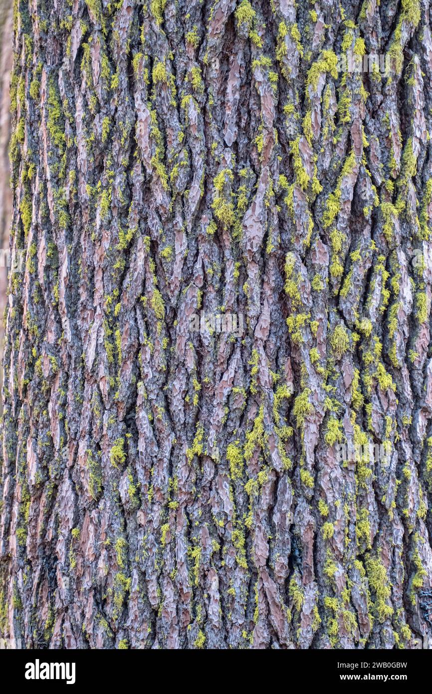 Giant sequoias are one of the world’s hardiest trees. Their thick bark