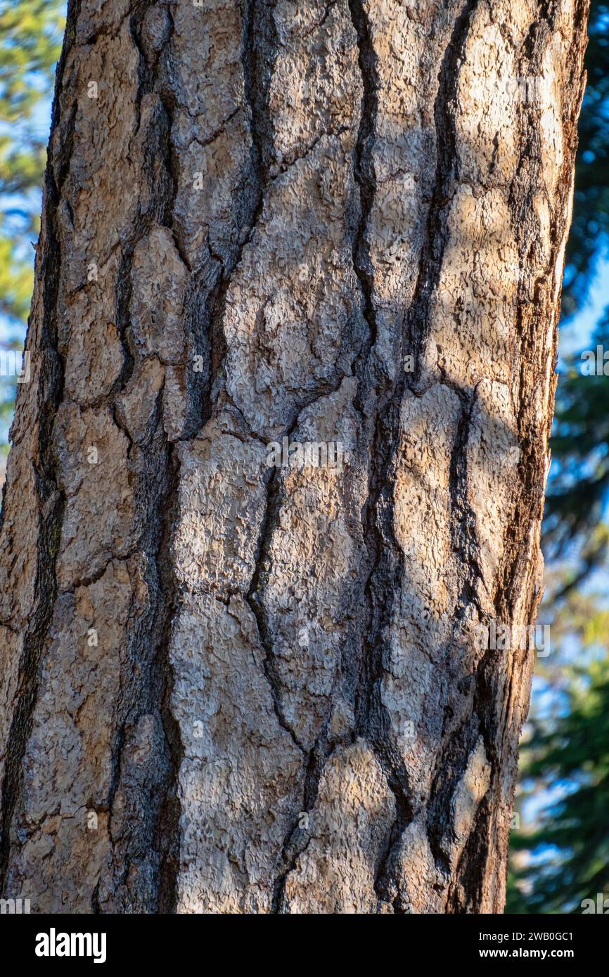 Giant sequoias are one of the world’s hardiest trees. Their thick bark