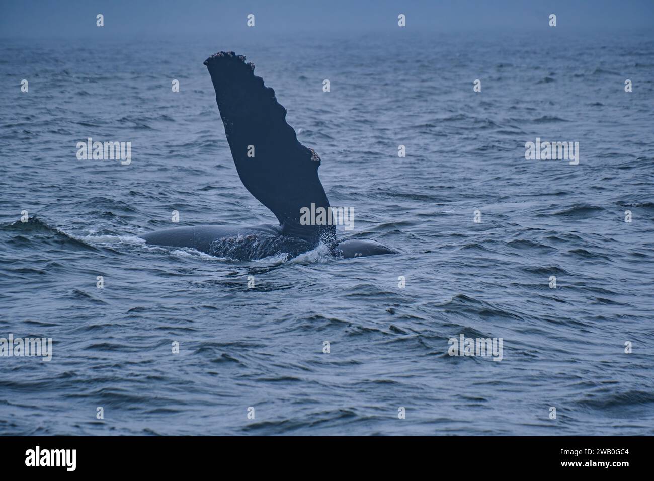 Monterey Bay Canyon is a playground for ocean creatures! Come observe ...