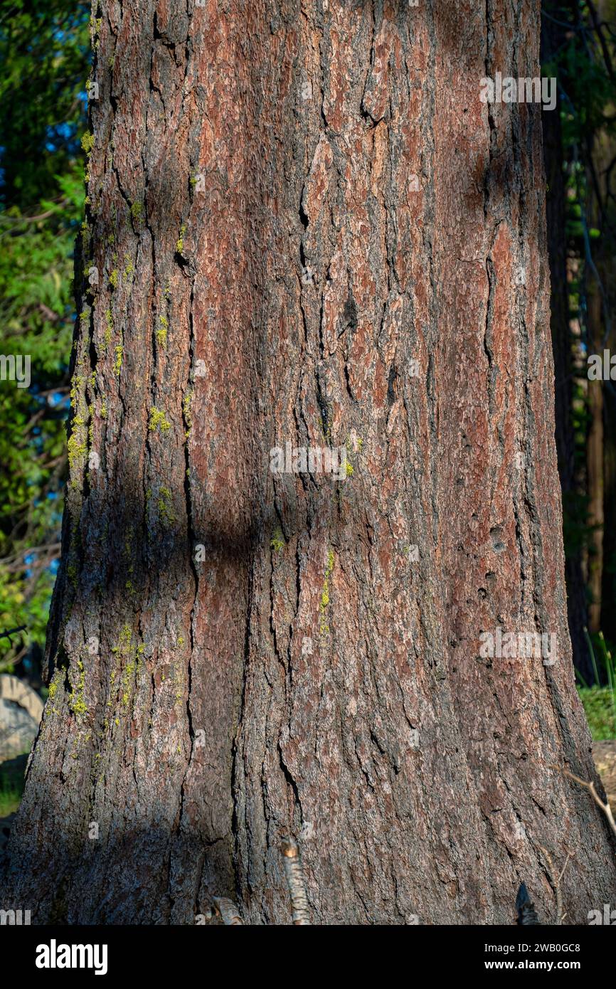 Giant sequoias are one of the world’s hardiest trees. Their thick bark