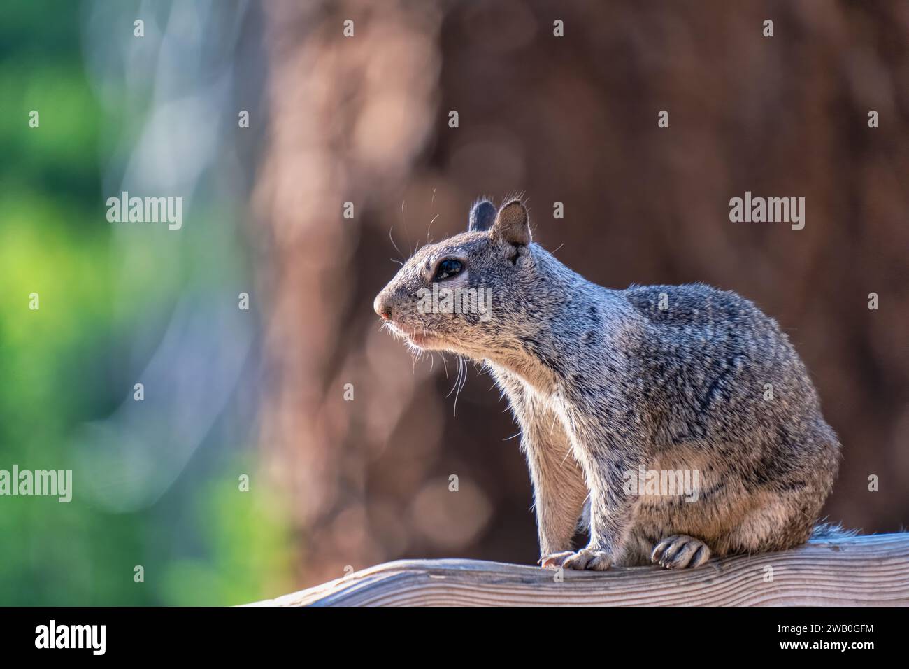 The California ground squirrel is the most commonly seen squirrel in Yosemite. As the name