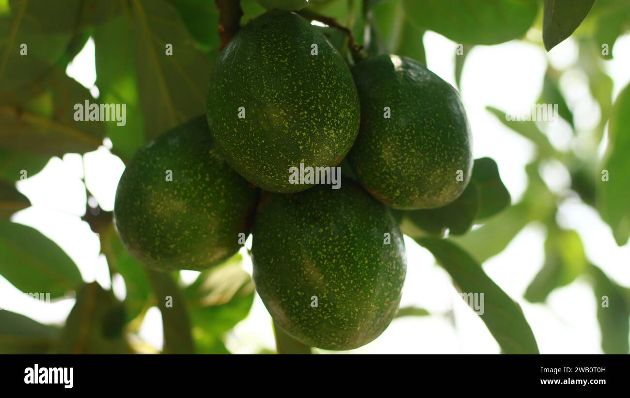Avocados grow on trees in Indonesia. Stock Photo