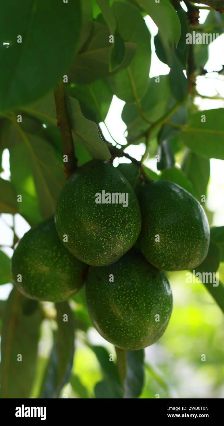 Avocados grow on trees in Indonesia. Stock Photo