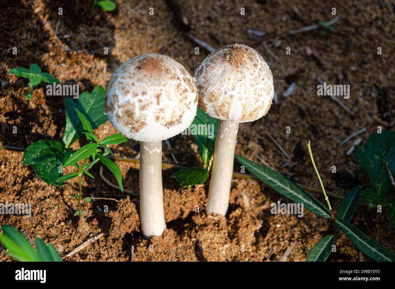 Chlorophyllum molybdites (Belly of the world) mushrooms Stock Photo
