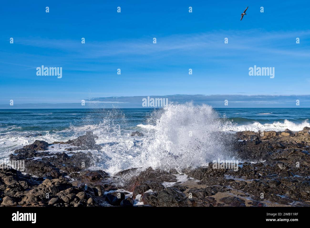 Shoreline flies hi-res stock photography and images - Page 4 - Alamy