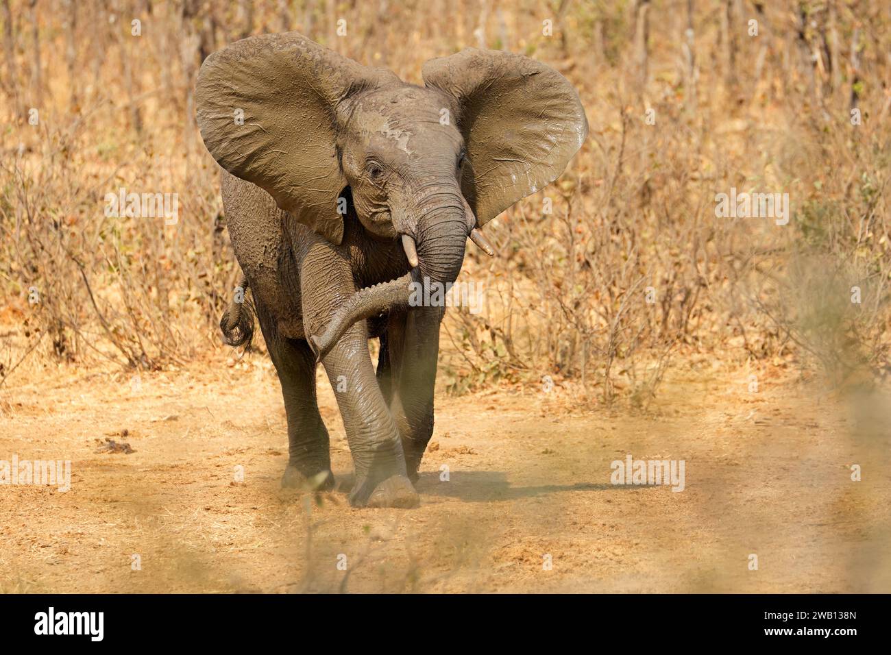 An aggressive African elephant (Loxodonta africana), Kruger National Park, South Africa Stock Photo