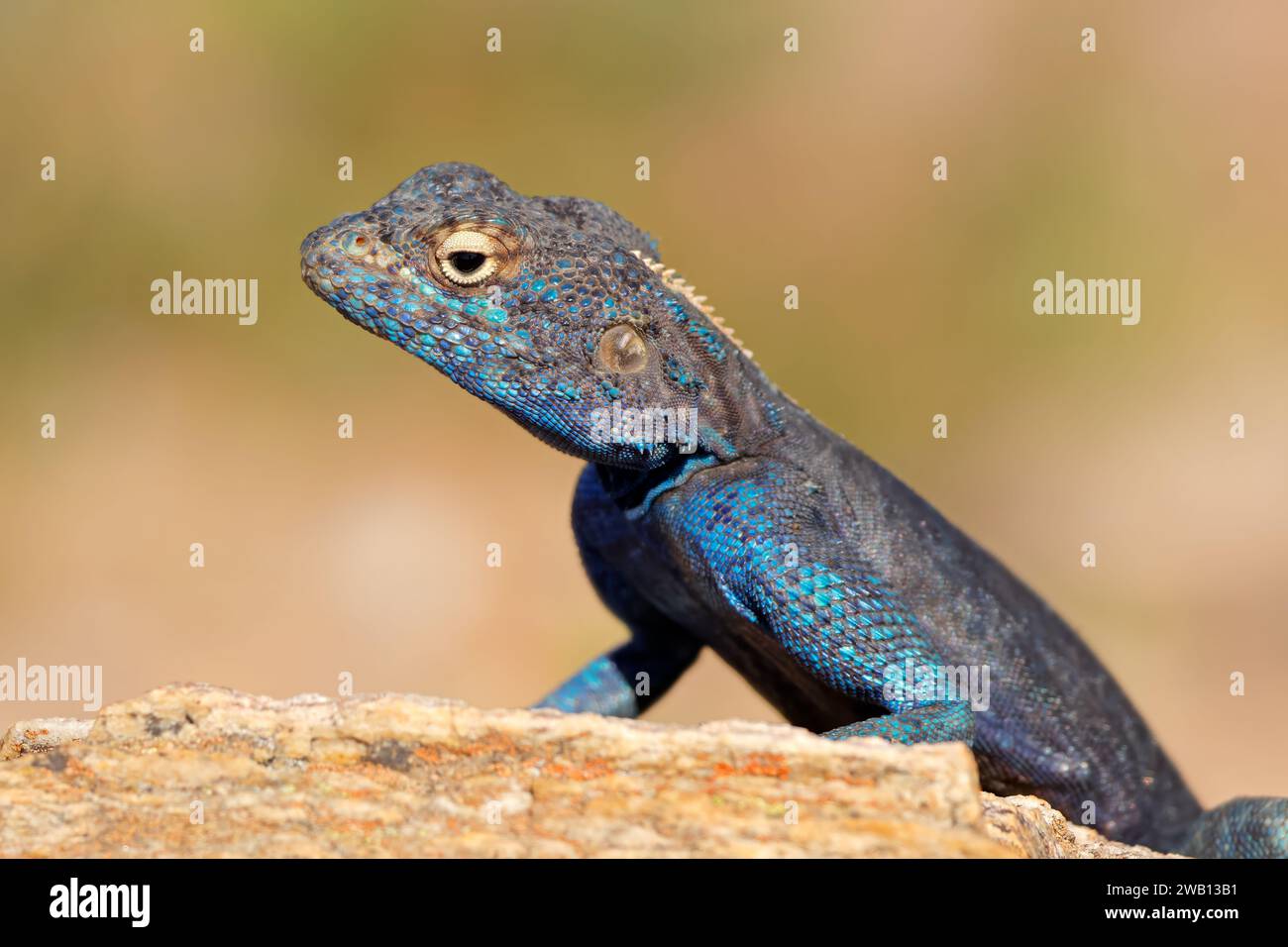 Portrait of a male southern rock agama (Agama atra) sitting on a rock, South Africa Stock Photo