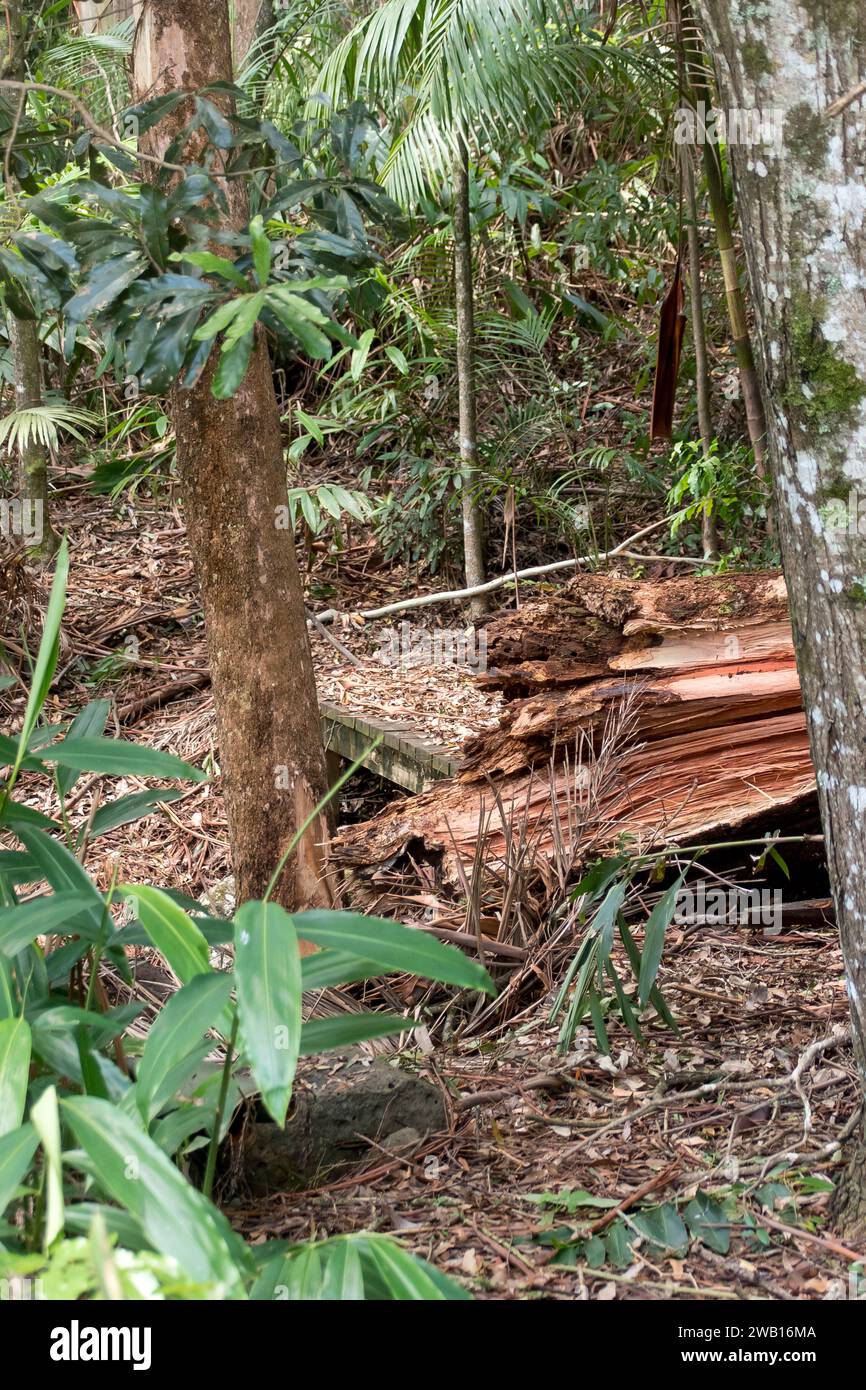 Storm damage of freak tornado on rainforest, Tamborine Mountain, Australia. Christmas day 2023. Tree trunk of  eucalyptus grandis snapped as tree fell Stock Photo