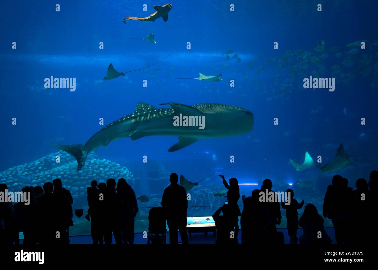 Chimelong Ocean Kingdom, Interior of the world's largest aquarium,  Zhuhai, Guangdong Province, China. Stock Photo