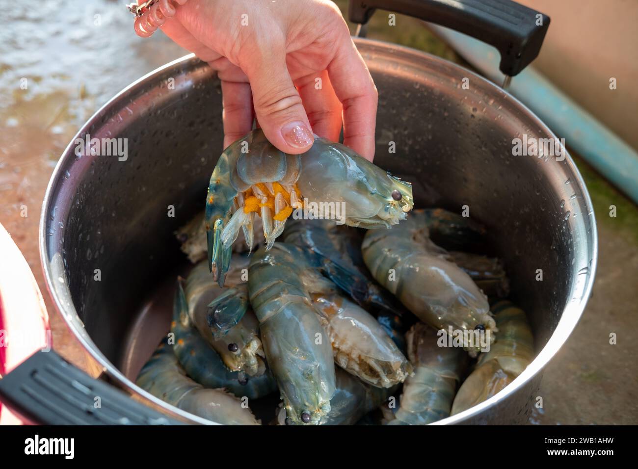 A woman's hand is arranging river prawns that have had their tentacles