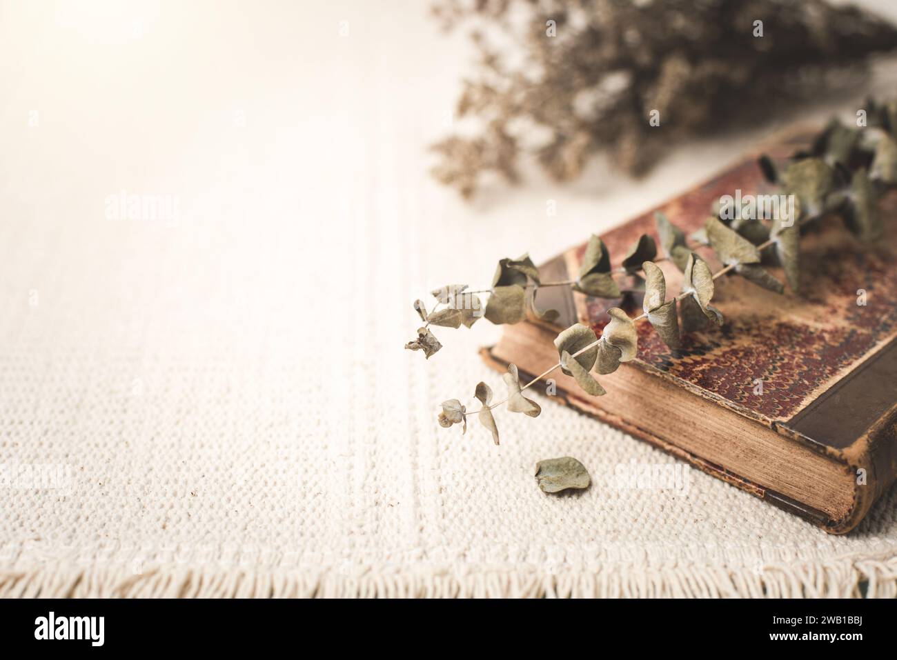 Dried Eucalyptus branches and leaves on the table. Stock Photo