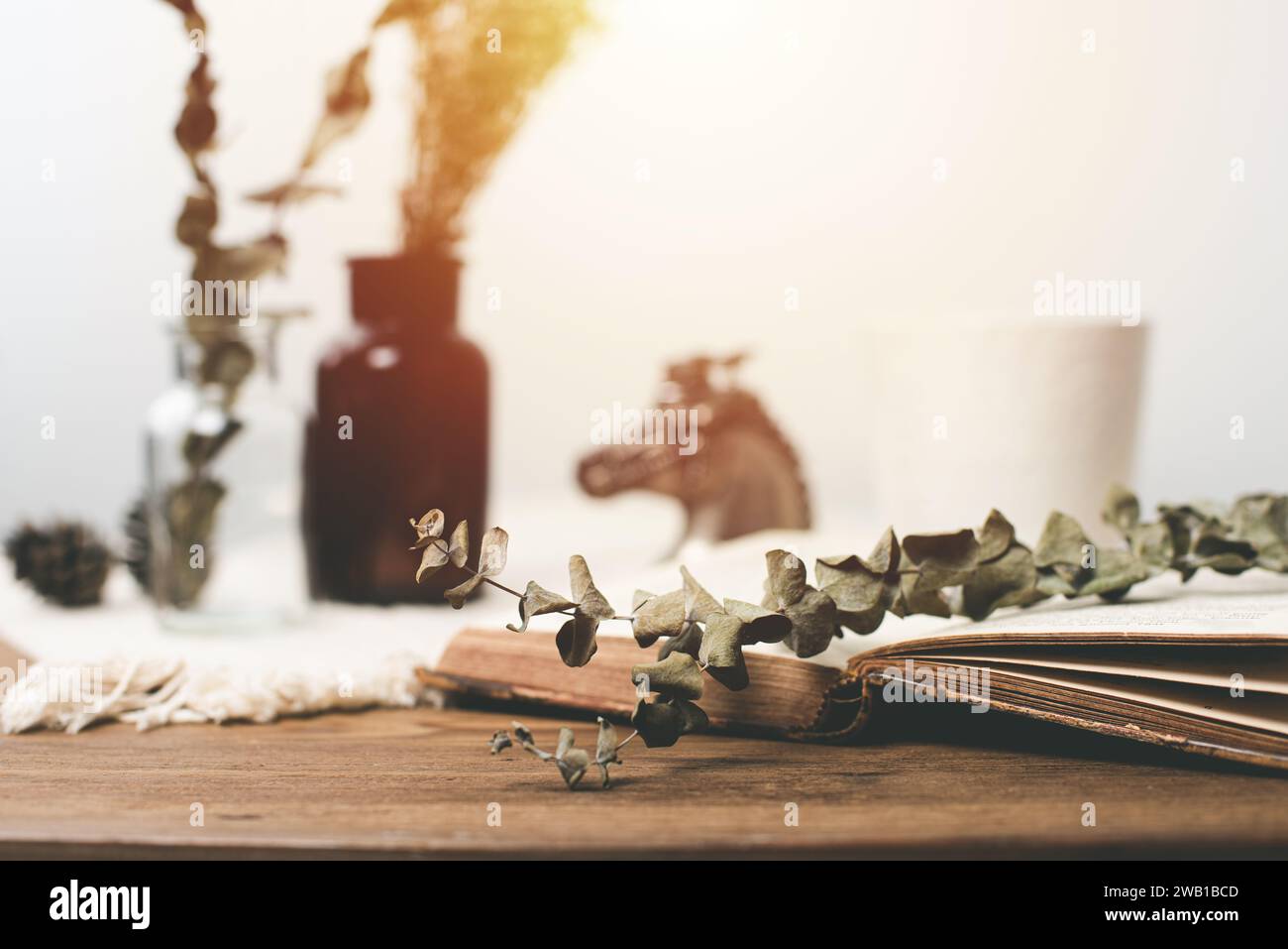 Dried Eucalyptus branches and leaves on the table. Stock Photo