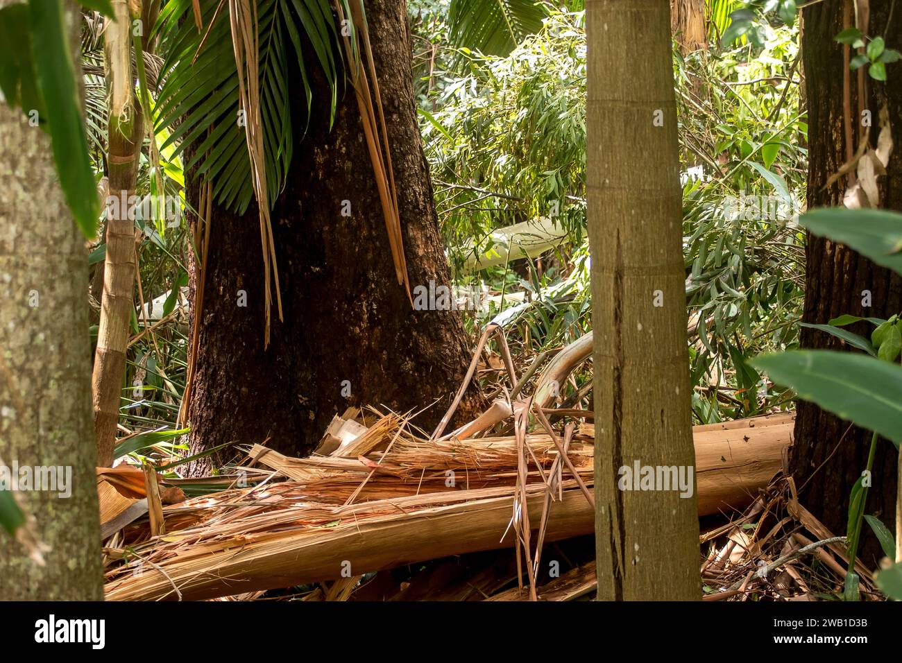 Storm damage of freak tornado on rainforest, Tamborine Mountain, Australia. Christmas day 2023. Tree trunk of  eucalyptus grandis snapped as tree fell Stock Photo