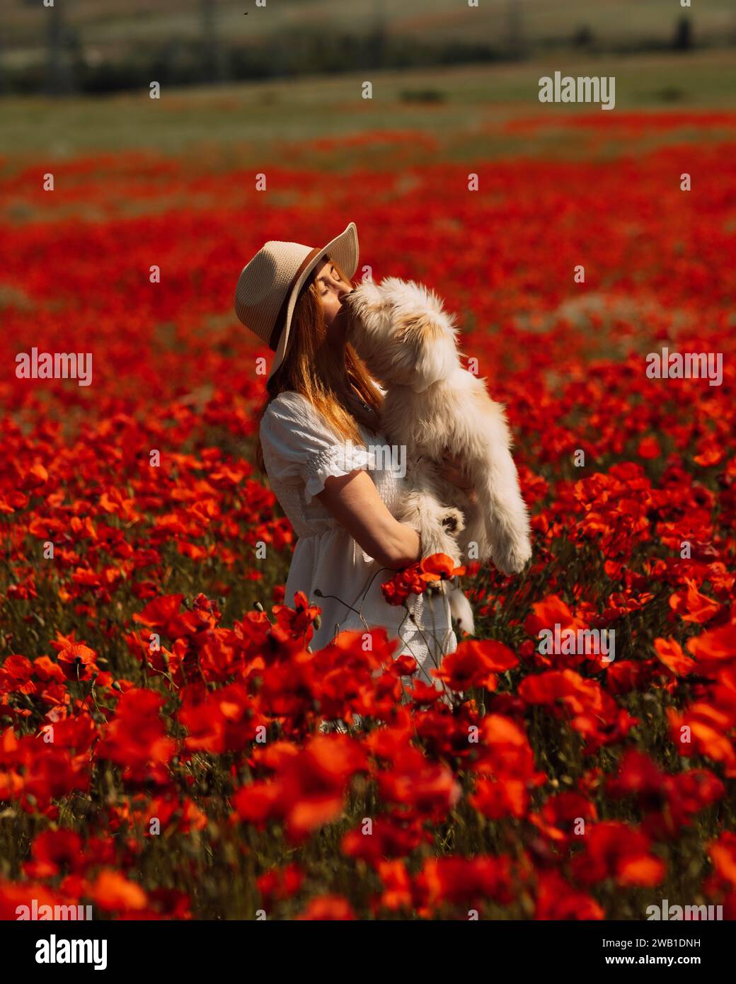 Field of poppies woman dog. Happy woman in a white dress and hat stand ...