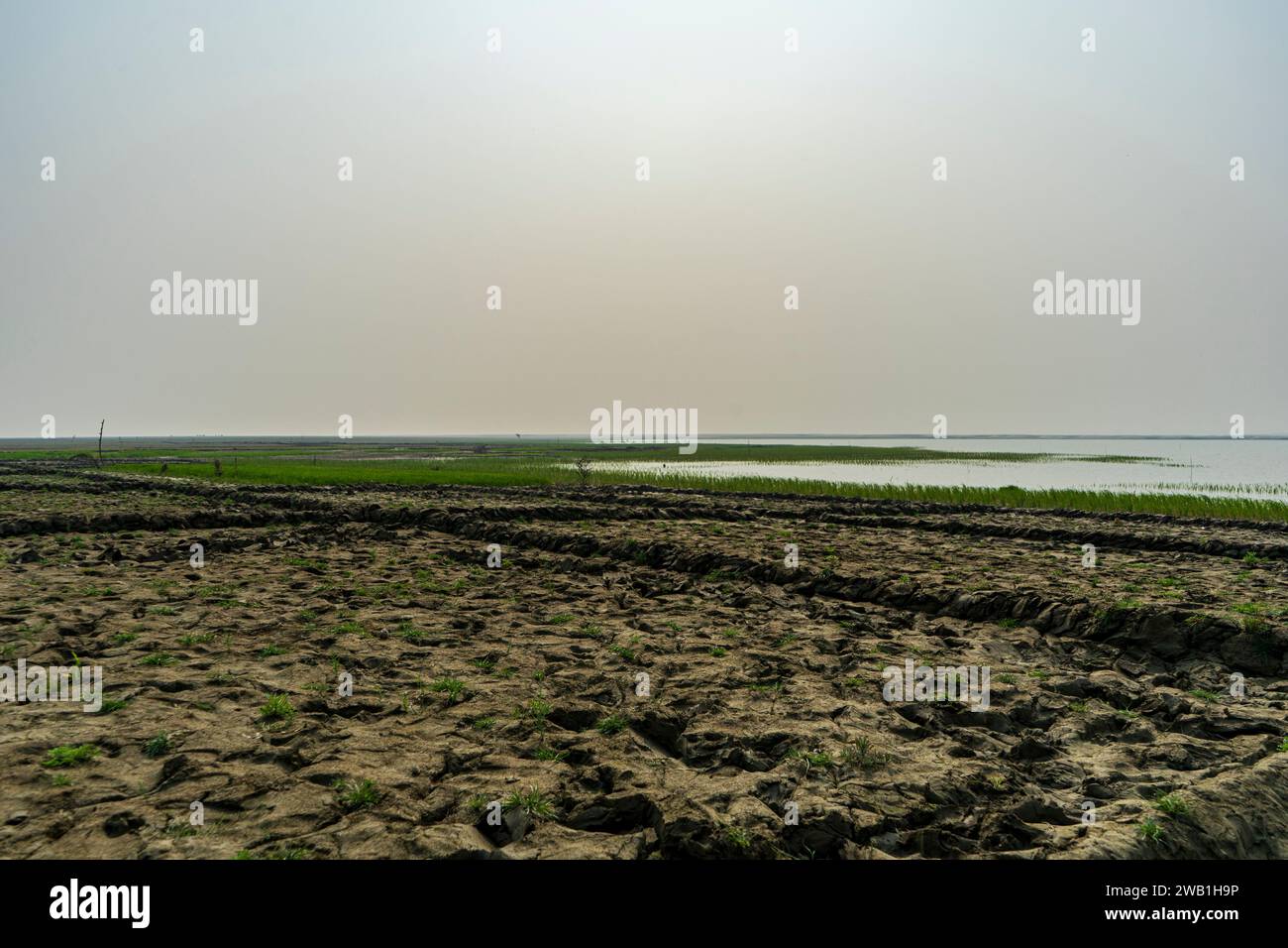 Lakeside Rice Field Lakeside planting hi-res stock photography and images - Alamy