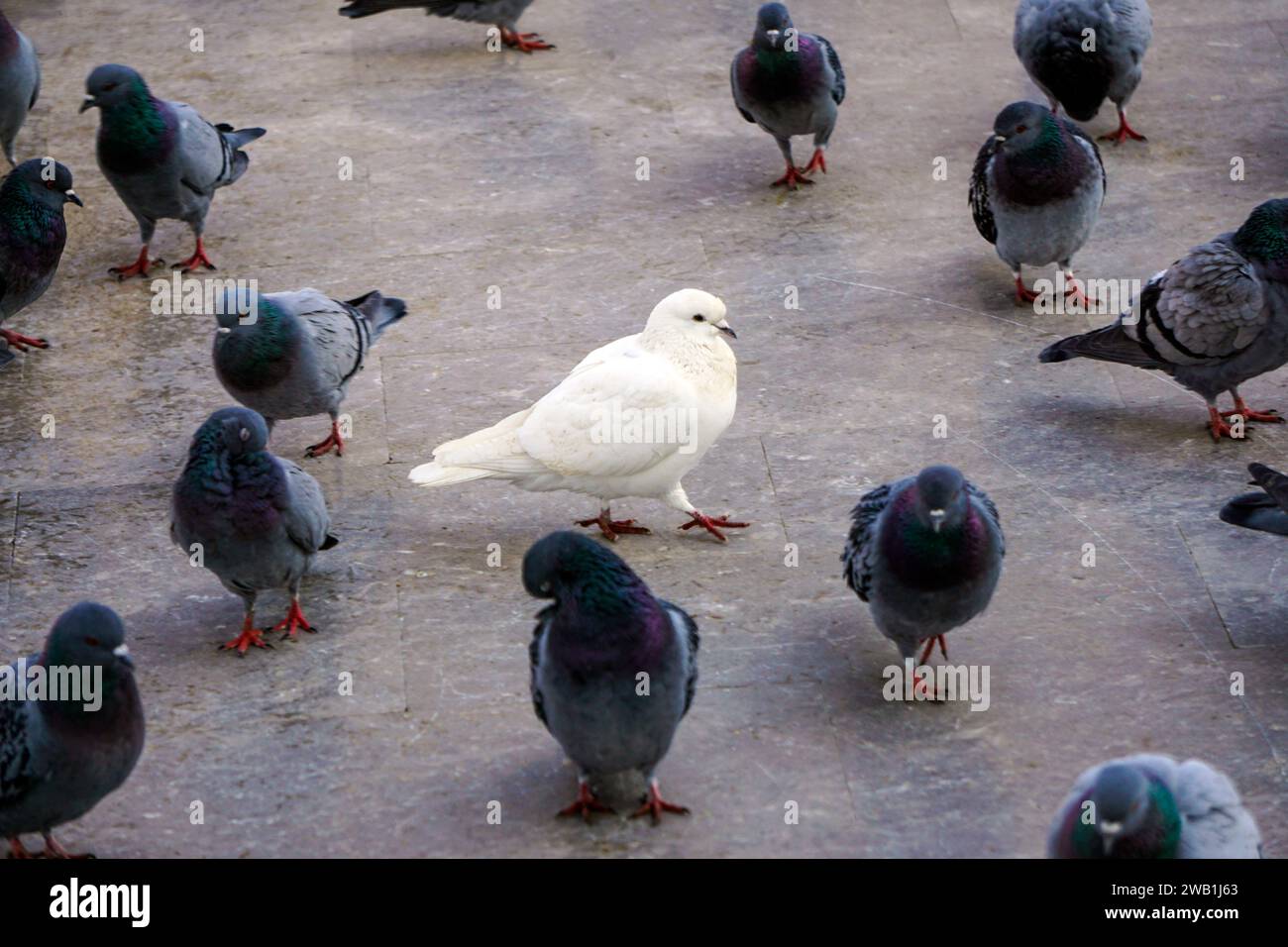 A flock of pigeons stands in a grassy area Stock Photo