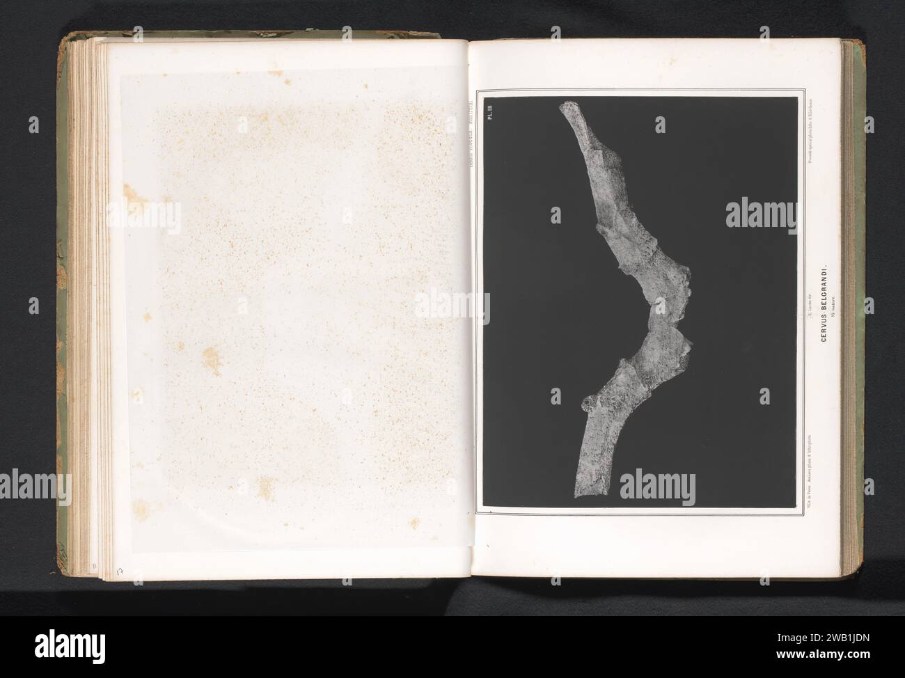 Antlers of a deer, Ville de Paris, c. 1864 - in or before 1869 photomechanical print   paper photolithography hoofed animals: deer (+ skeleton of an animal). palaeontology Stock Photo