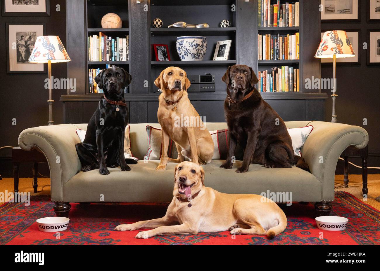 EDITORIAL USE ONLY Labradors Bonnie, Rufus, Badger and Autumn come