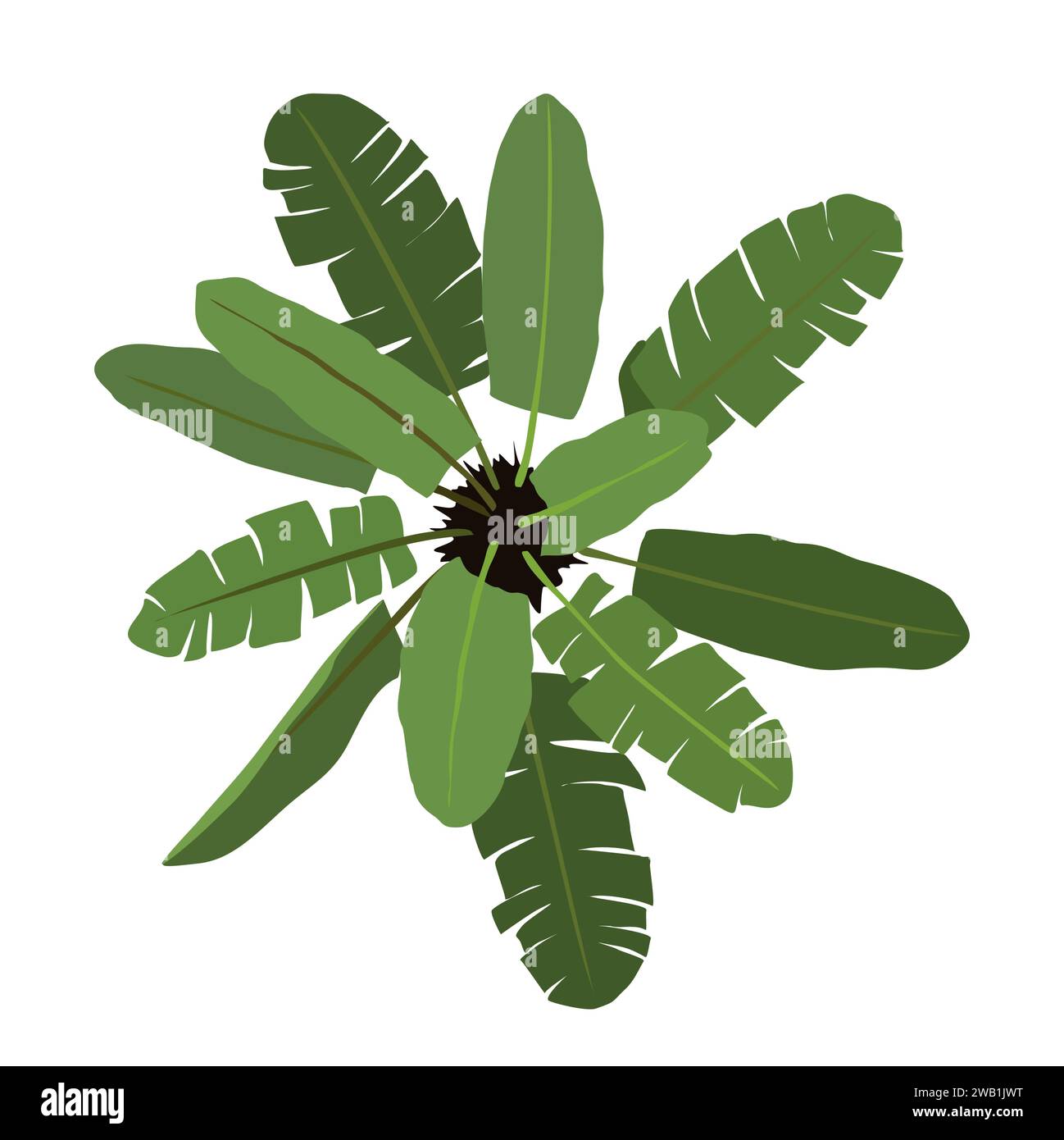 Indoor Banana Plant in pot top view vector Stock Vector Image & Art Alamy