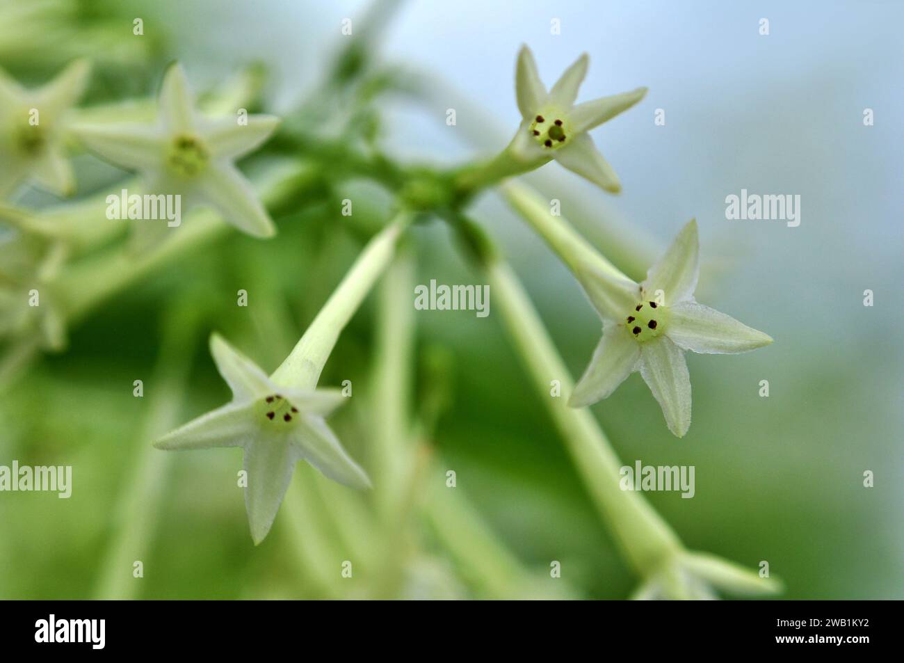 Arum dalu or Cestrum nocturnum night blooming jasmine flower close-up Stock Photo
