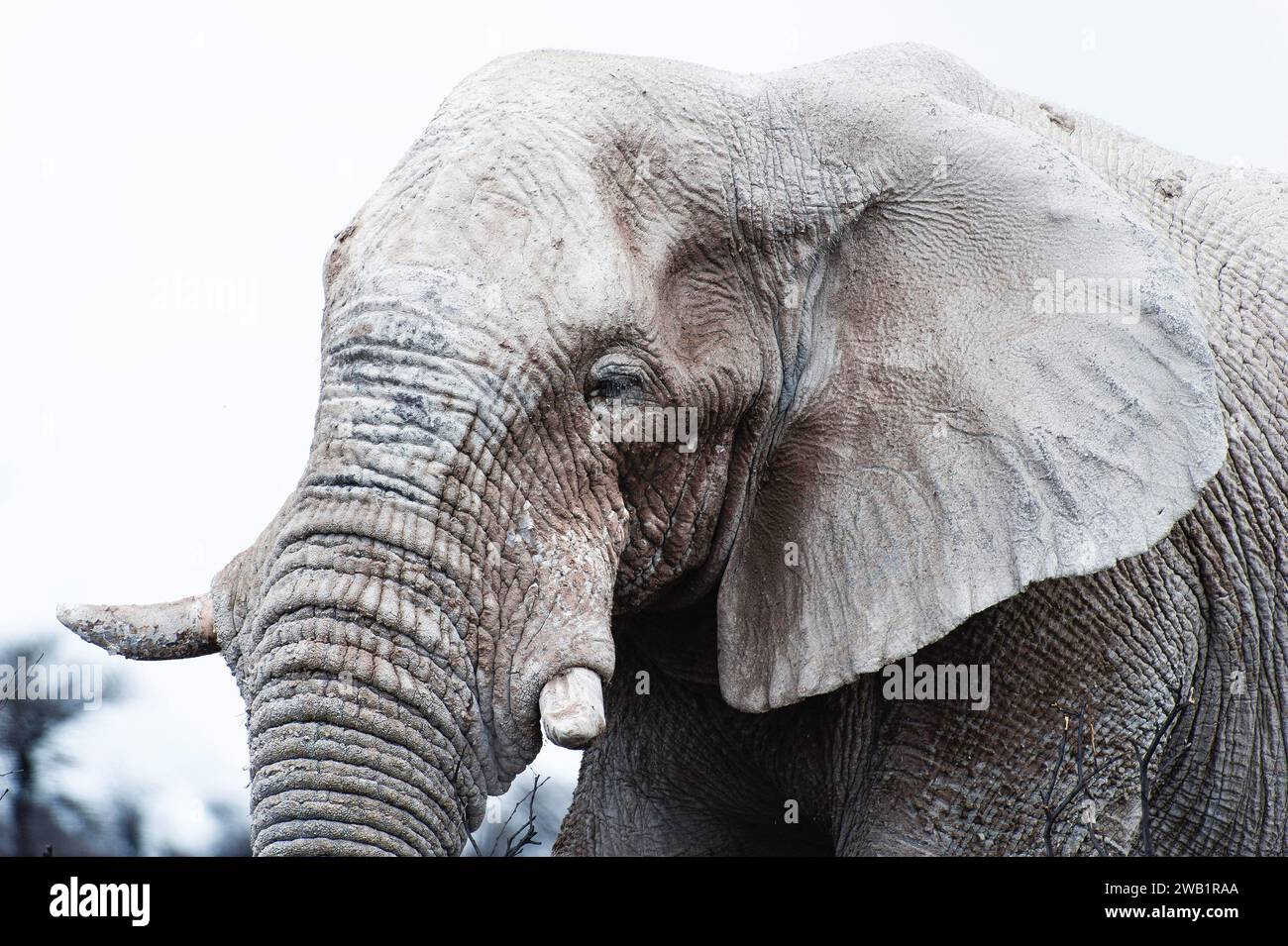 White African elephant (Loxodonta africana) in Etosha National Park, white from salt pan dust, animal, wild, free living, wilderness, safari Stock Photo