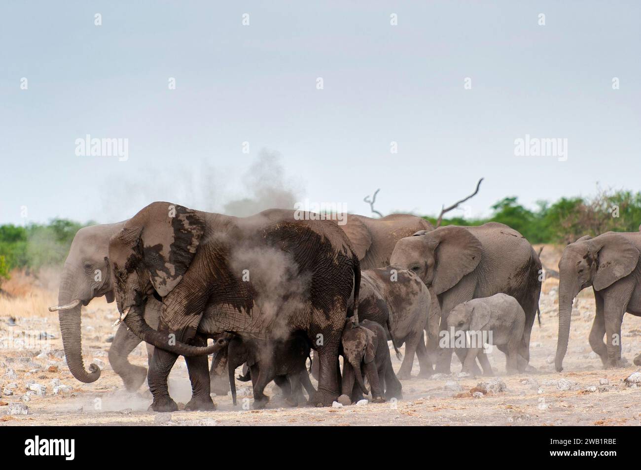 African elephant (Loxodonta africana) in Etosha National Park, herd, elephant herd, family, animal, wild, free living, wilderness, bathing, bathing Stock Photo