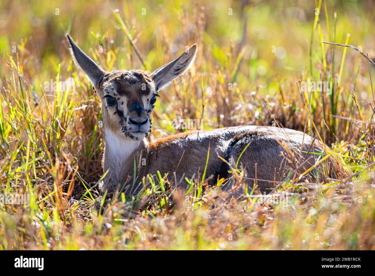 Thomson's gazelle (Gazella thomsoni) Masai Mara Kenya Stock Photo - Alamy