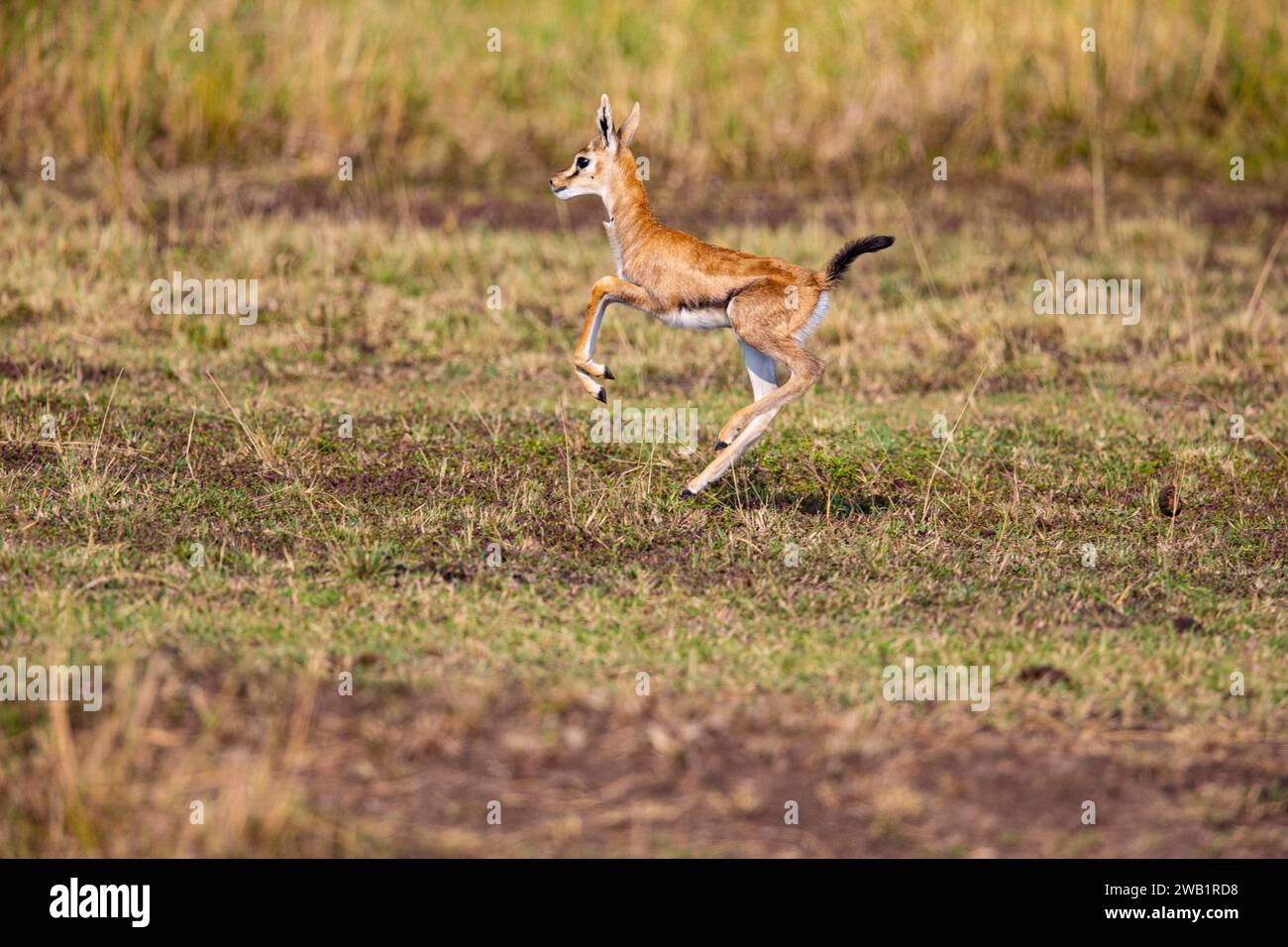 Thomson's gazelle (Gazella thomsoni) Masai Mara Kenya Stock Photo - Alamy