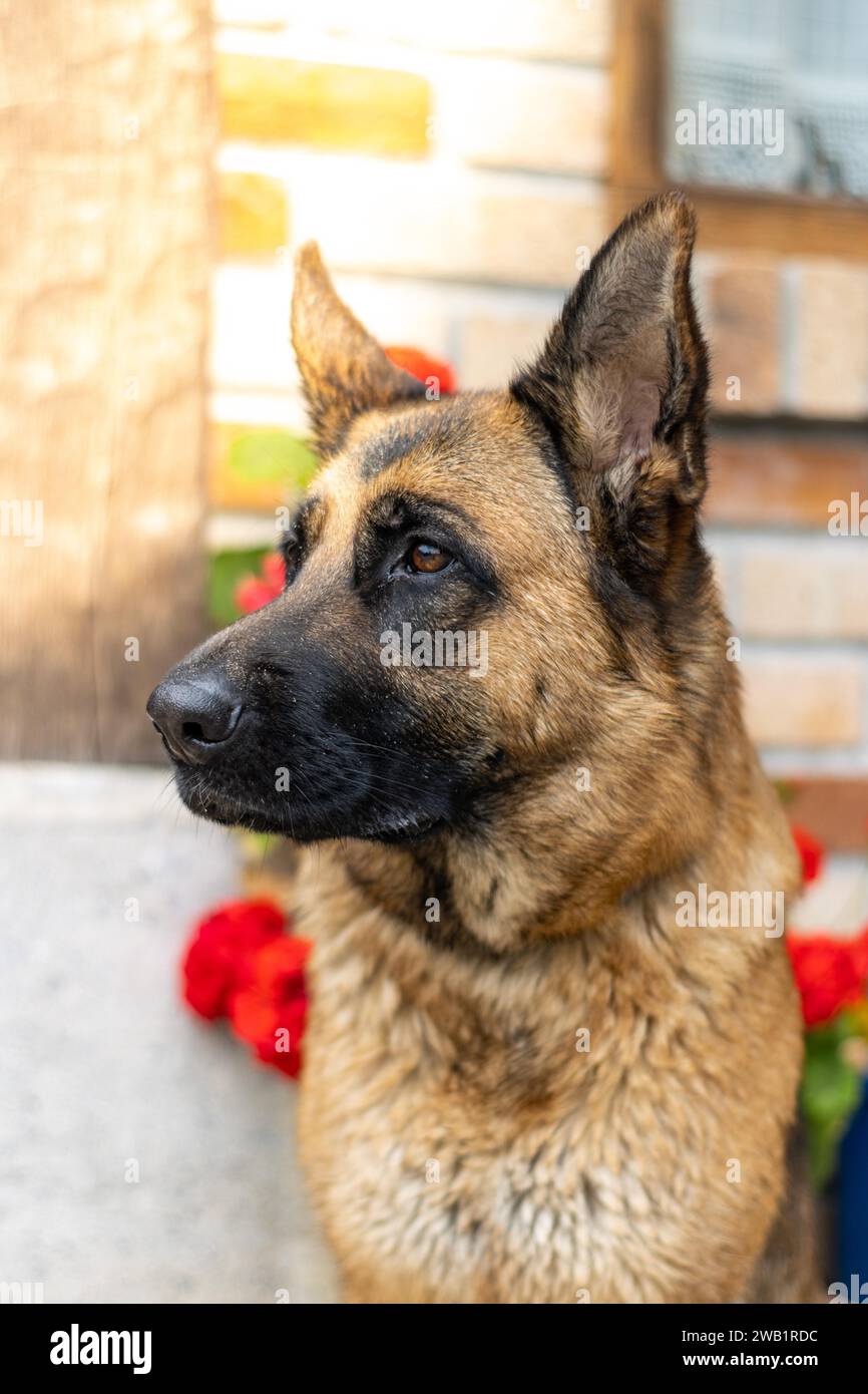 Portrait of a german shepherd. german shepherds are the best company