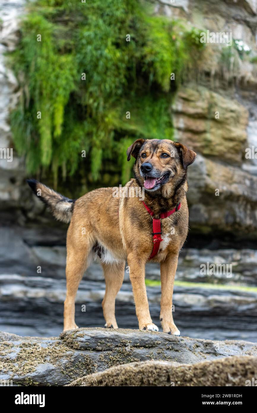 Portrait of a dog on a rock. Dogs are man's best friends. Friendship, kindness, fidelity and company Stock Photo