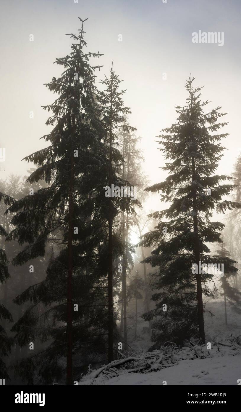 Winter landscape, forest, snow, fog, sun, Radenthein, Carinthia Stock Photo