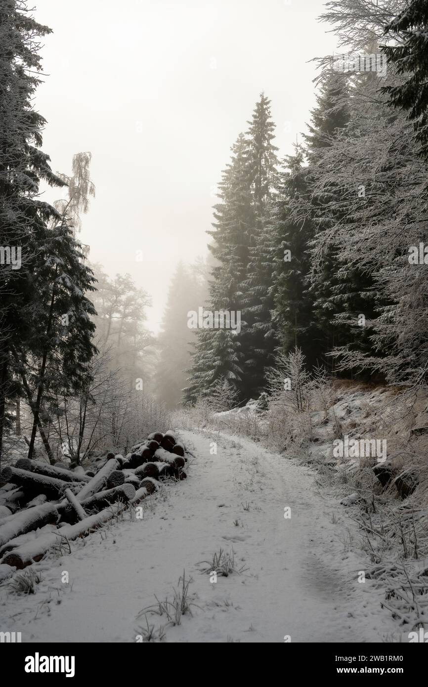 Winter landscape, forest, snow, fog, sun, Radenthein, Carinthia Stock Photo