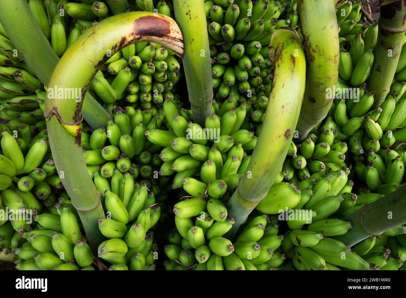 Banana trees, Pondicherry or Puducherry, Tamil Nadu, India Stock Photo