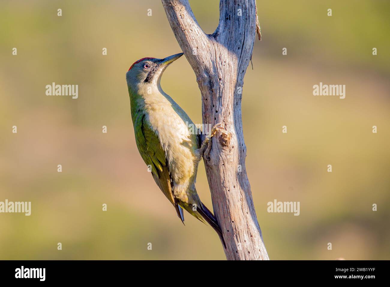 A Iberian green woodpecker perched on a feeder, sipping nectar from the reservoir Stock Photo