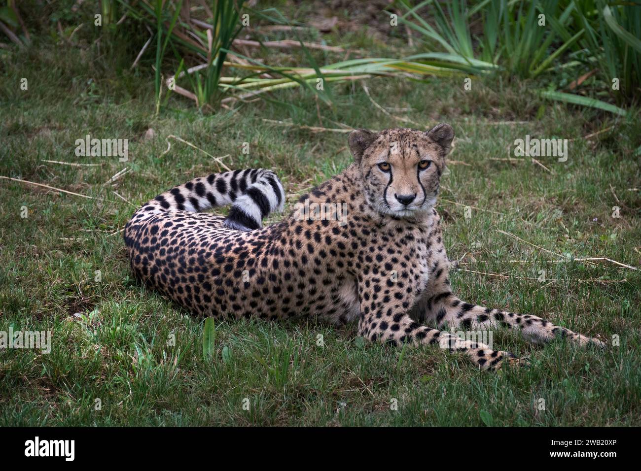 guépard allongé dans l'herbe qui regarde l'objectif Stock Photo