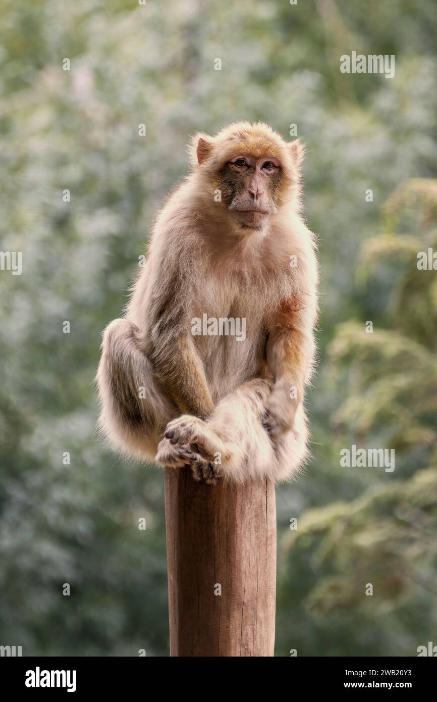 singe sur un poteau en bois Stock Photo