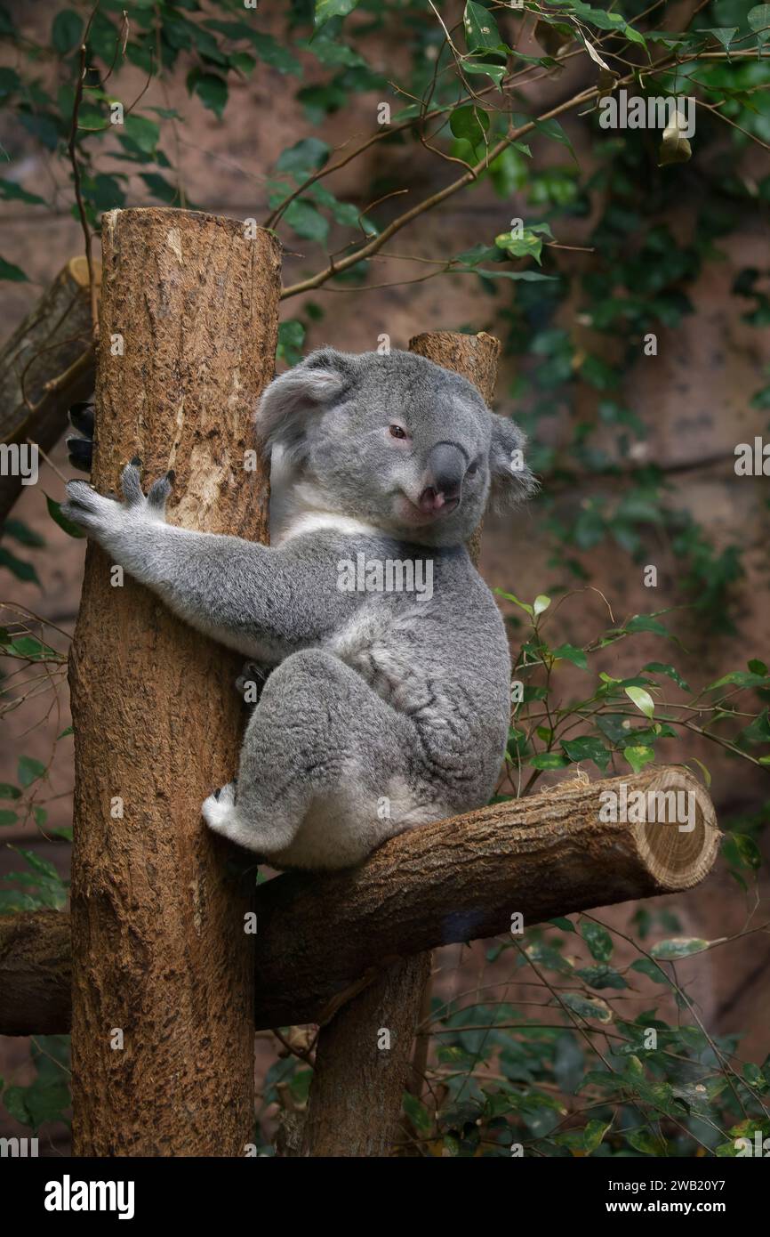 koala assis sur une branche Stock Photo