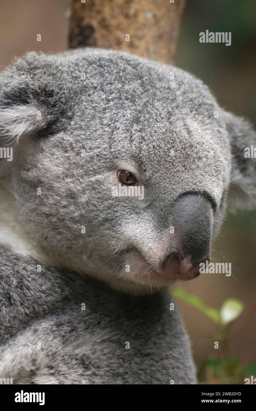 portrait de profil de koala Stock Photo